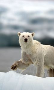 Превью обои белые медведи, семья, прогулка, снег, арктика