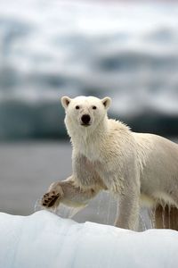 Превью обои белые медведи, семья, прогулка, снег, арктика