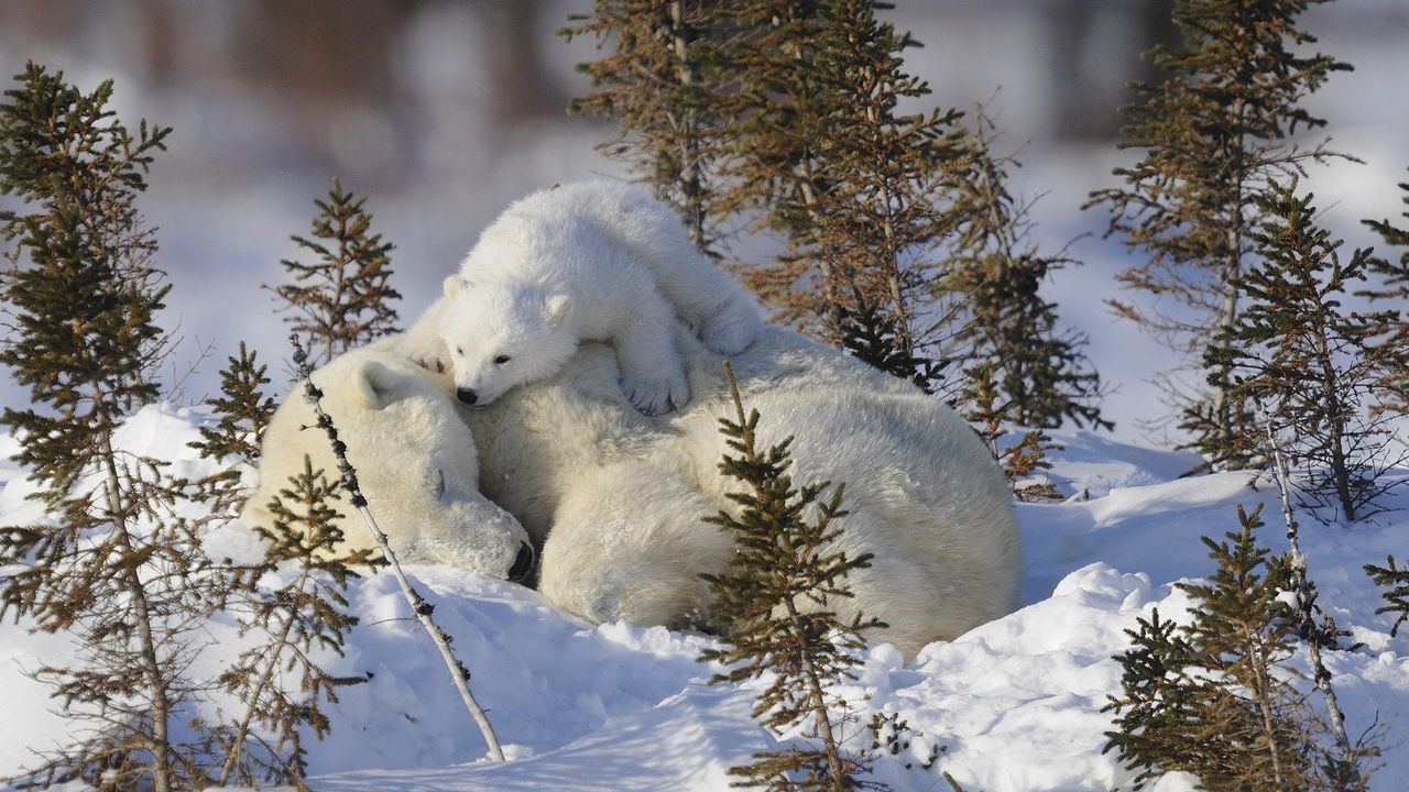 Обои белые медведи, семья, снег, трава, забота