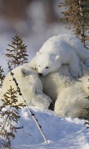 Превью обои белые медведи, семья, снег, трава, забота