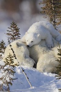 Превью обои белые медведи, семья, снег, трава, забота