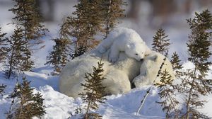 Превью обои белые медведи, семья, ветки, снег