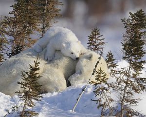 Превью обои белые медведи, семья, ветки, снег