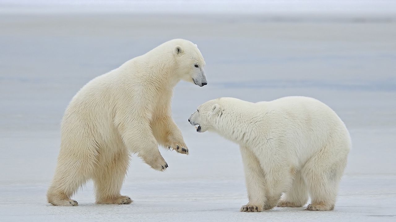 Обои белые медведи, снег, пара, прогулка