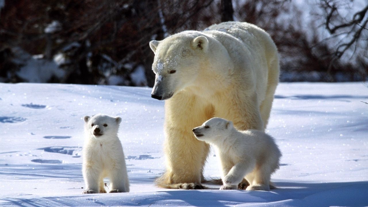 Обои белые медведи, снег, семья, прогулка