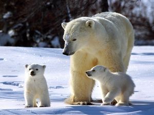 Превью обои белые медведи, снег, семья, прогулка