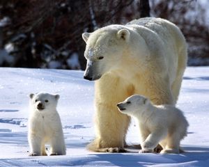 Превью обои белые медведи, снег, семья, прогулка