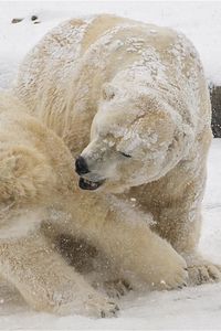 Превью обои белые медведи, снег, зима, медведи
