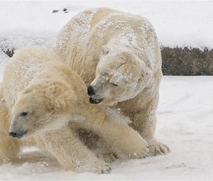 Превью обои белые медведи, снег, зима, медведи