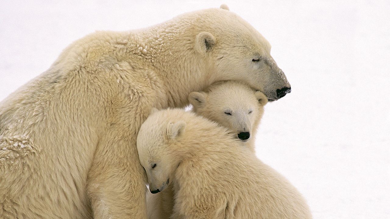 Обои белые медведи, забота, семья, детеныши