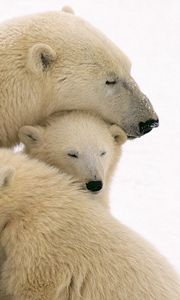 Превью обои белые медведи, забота, семья, детеныши