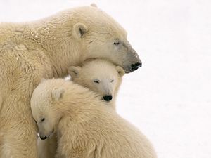 Превью обои белые медведи, забота, семья, детеныши