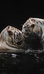 Превью обои белые тигры, тигры, животные, большие кошки, вода