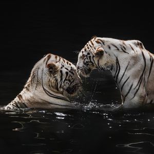 Превью обои белые тигры, тигры, животные, большие кошки, вода