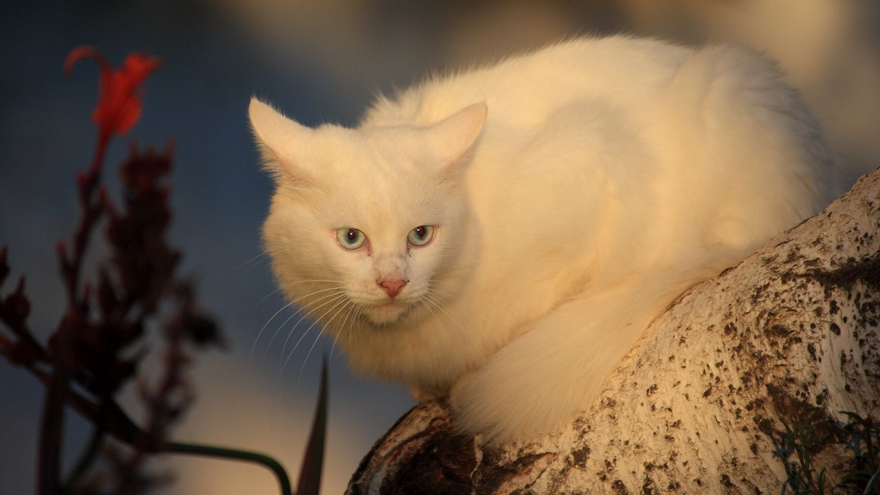 Обои белый кот, кошка, испуг, дерево