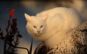 Превью обои белый кот, кошка, испуг, дерево