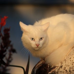 Превью обои белый кот, кошка, испуг, дерево