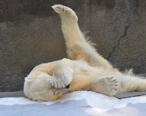 Превью обои белый медведь, игривый, лежать, красивый
