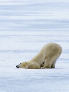 Превью обои белый медведь, игривый, снег, ледник, лед, полярный