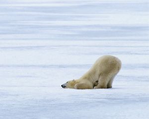Превью обои белый медведь, игривый, снег, ледник, лед, полярный