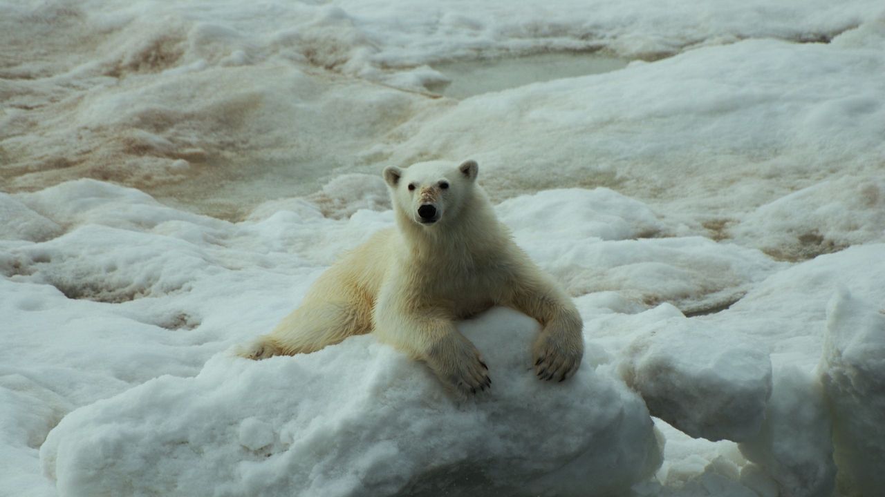 Обои белый медведь, камни, снег, лежать