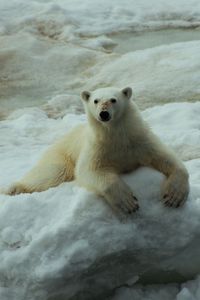 Превью обои белый медведь, камни, снег, лежать