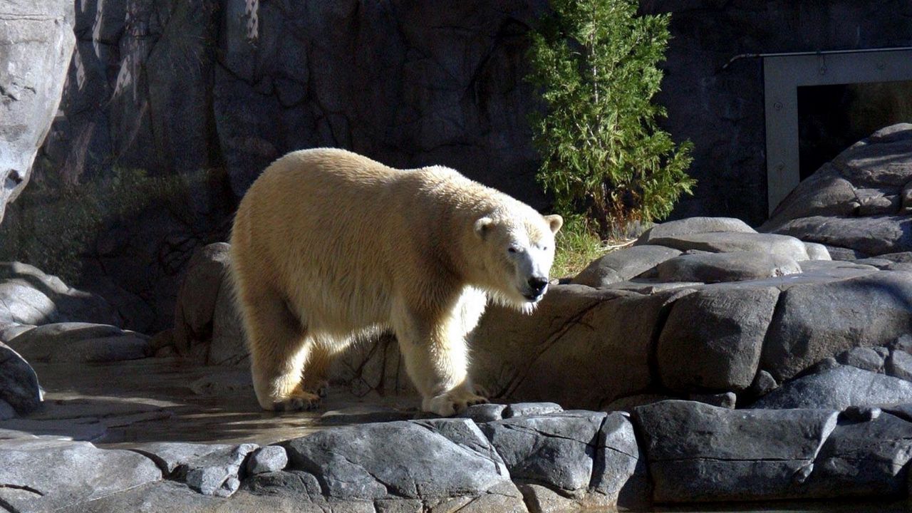Обои белый медведь, камни, вода, прогулка, заповедник