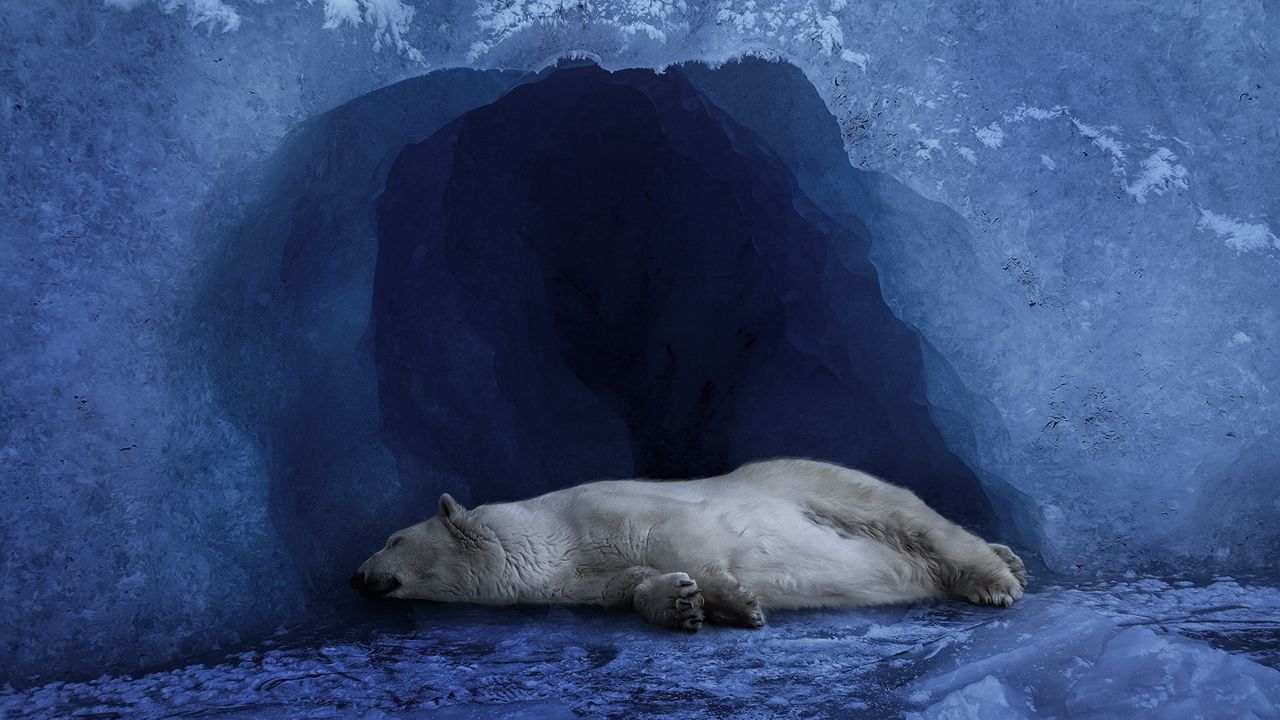 Обои белый медведь, лёд, голубой фон