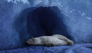 Превью обои белый медведь, лёд, голубой фон