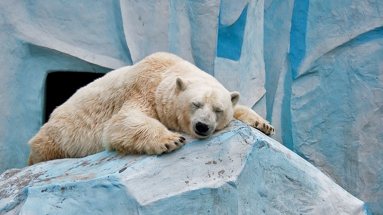 Обои белый медведь, лед, лежать, камни