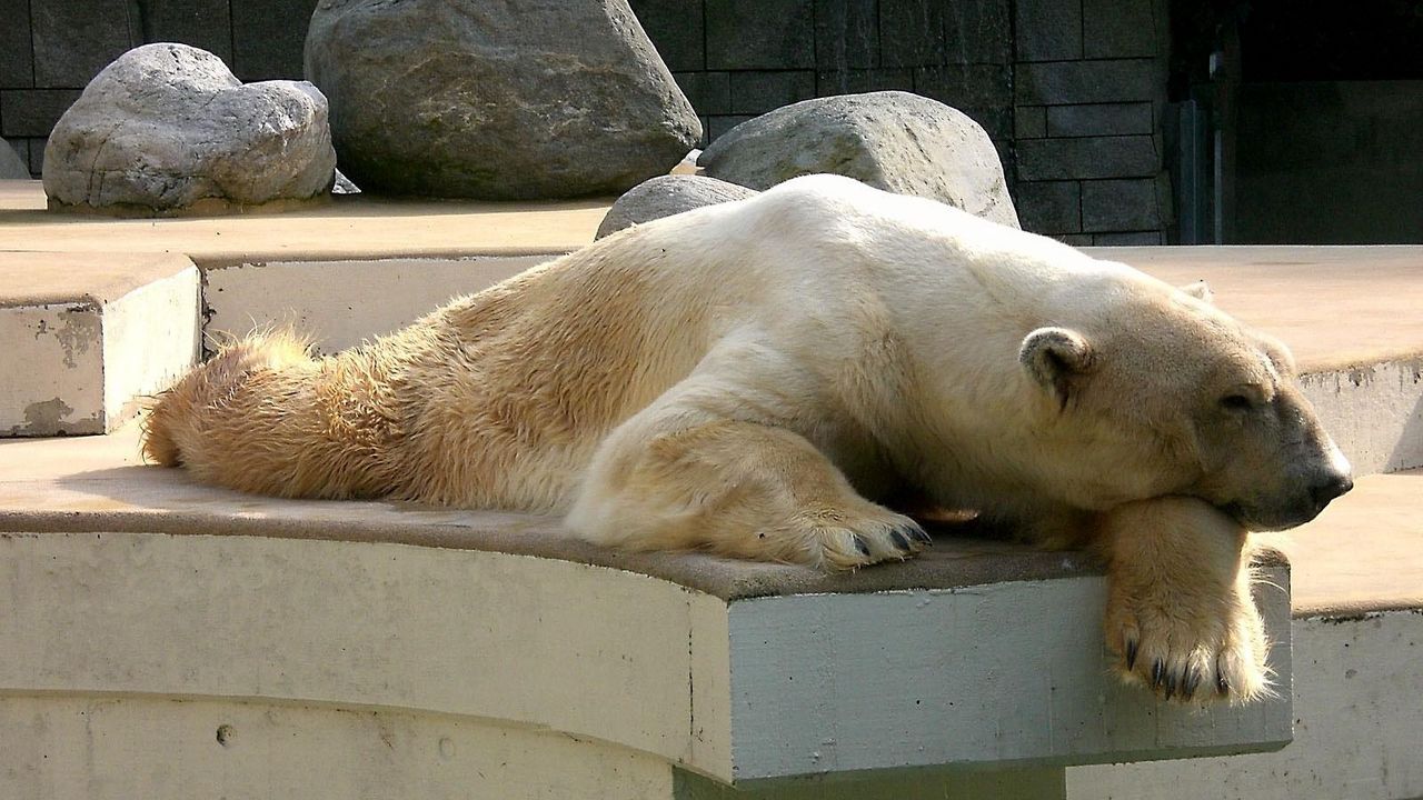 Обои белый медведь, лежать, сон, спящий, камни, заповедник