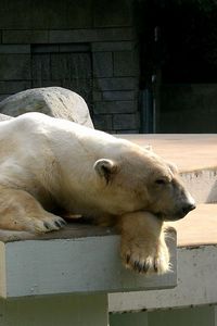 Превью обои белый медведь, лежать, сон, спящий, камни, заповедник
