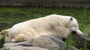 Превью обои белый медведь, лежать, трава