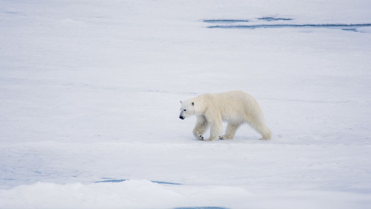 Обои белый медведь, медведь, хищник, лед, снег