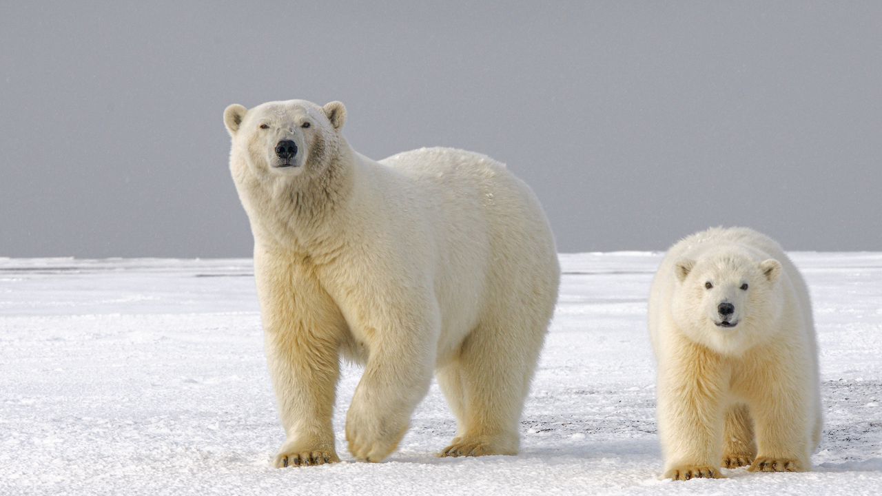 Обои белый медведь, медведь, хищник, взгляд, лед, снег