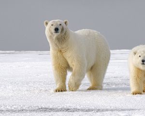 Превью обои белый медведь, медведь, хищник, взгляд, лед, снег