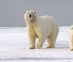 Превью обои белый медведь, медведь, хищник, взгляд, лед, снег