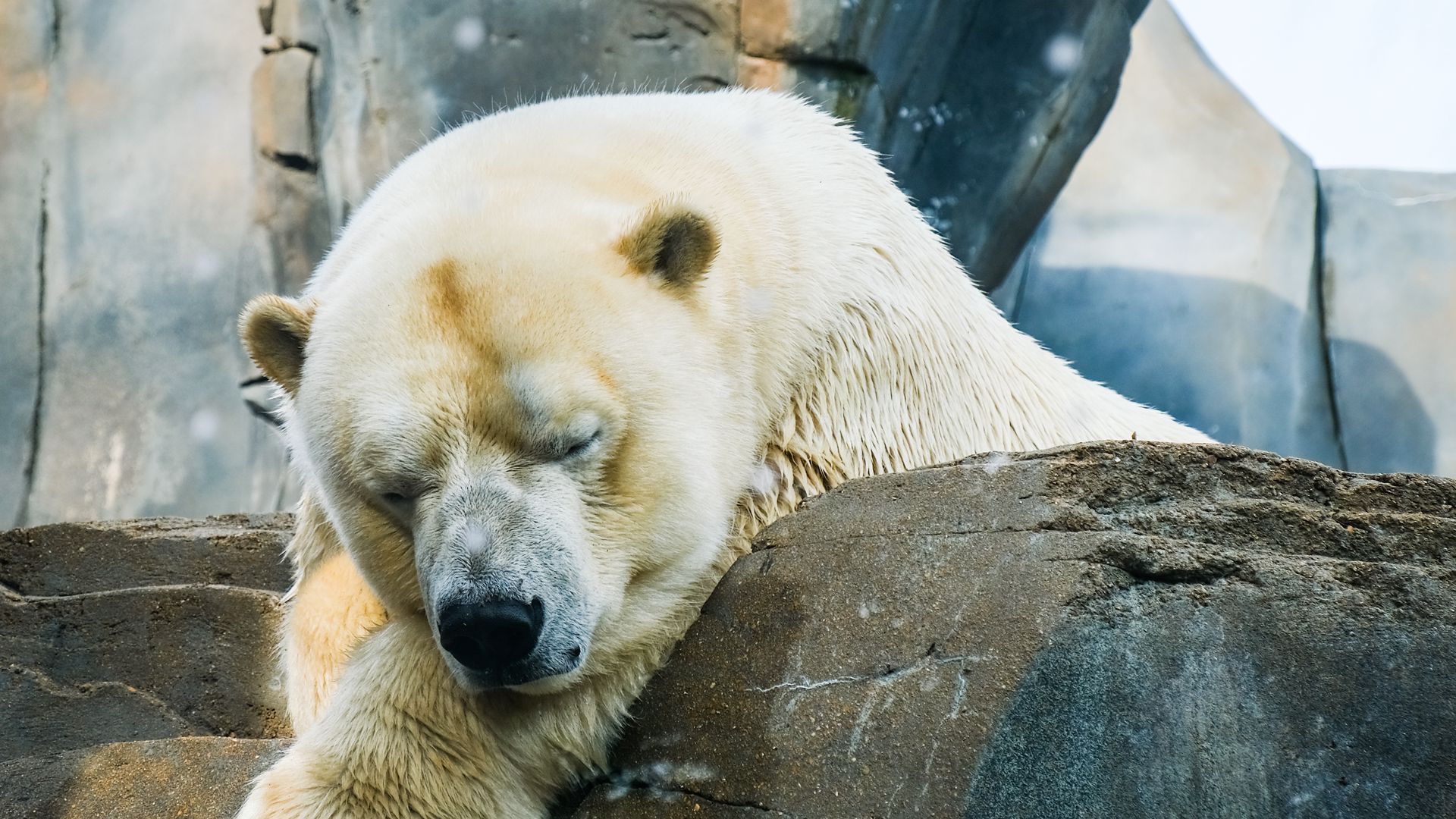 Медведь класс животных