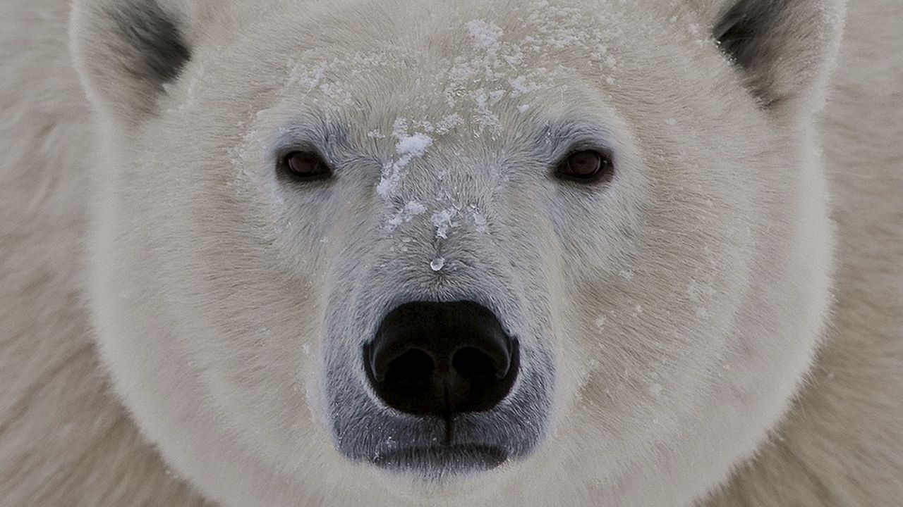 Обои белый медведь, морда, толстый, взгляд, сонный, снег
