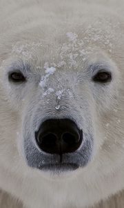 Превью обои белый медведь, морда, толстый, взгляд, сонный, снег