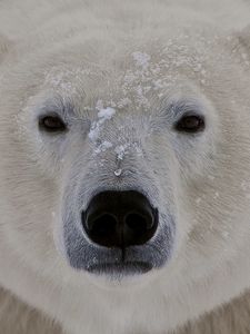 Превью обои белый медведь, морда, толстый, взгляд, сонный, снег
