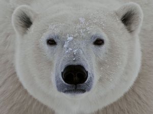 Превью обои белый медведь, морда, взгляд