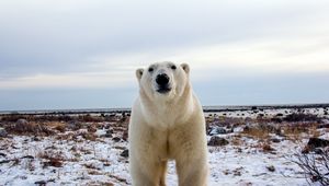 Превью обои белый медведь, морда, взгляд