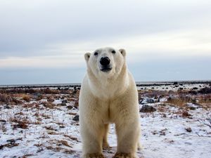 Превью обои белый медведь, морда, взгляд