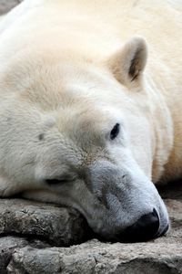 Превью обои белый медведь, отдыхает, толстый