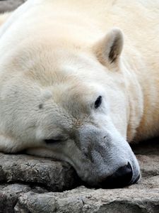 Превью обои белый медведь, отдыхает, толстый
