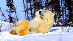 Превью обои белый медведь, пара, детеныш, объятия, снег