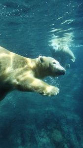 Превью обои белый медведь, плавать, под водой