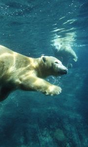 Превью обои белый медведь, плавать, под водой