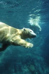 Превью обои белый медведь, плавать, под водой